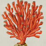 Coral SPLENDOUR (Red) V