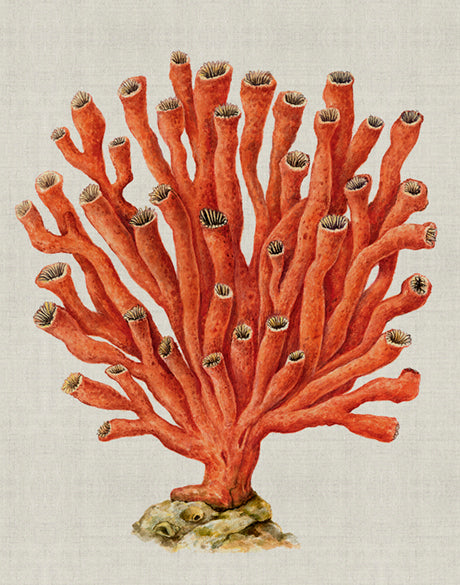 Coral Splendour (Red) V (Canvas)