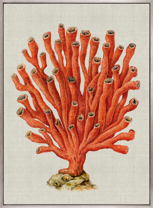 Coral Splendour (Red) V (Canvas)
