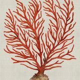 Coral SPLENDOUR (Red) VI