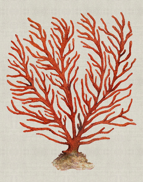 Coral SPLENDOUR (Red) VI