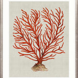 Coral SPLENDOUR (Red) VI