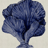 Coral SPLENDOUR (Indigo) VIII