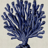Coral SPLENDOUR (Indigo) XI