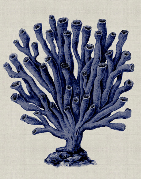 Coral SPLENDOUR (Indigo) XI