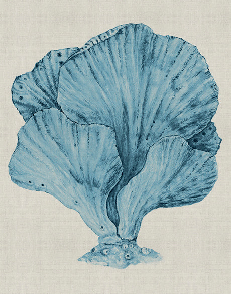 Coral SPLENDOUR (Pale Blue) XIV