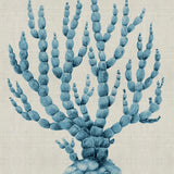 Coral SPLENDOUR (Pale Blue) XV