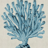 Coral SPLENDOUR (Pale Blue) XVII
