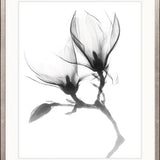 Mercer Black & White XXV