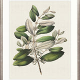 Botanical Bliss I