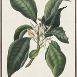 Botanical Bliss II (Canvas)