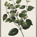 Botanical Bliss IV (Canvas)