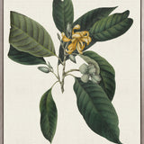 Botanical Bliss VI (Canvas)