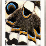 Macey Butterfly III