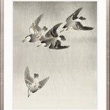 Naoko Bird VI