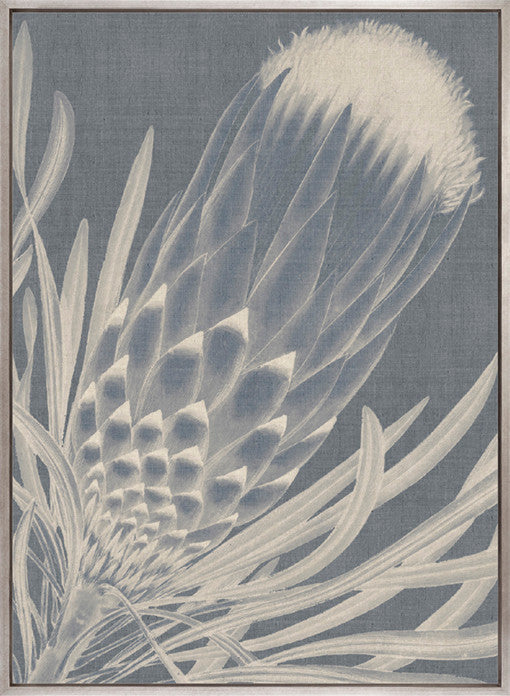 Protea Silhouette I (Canvas)