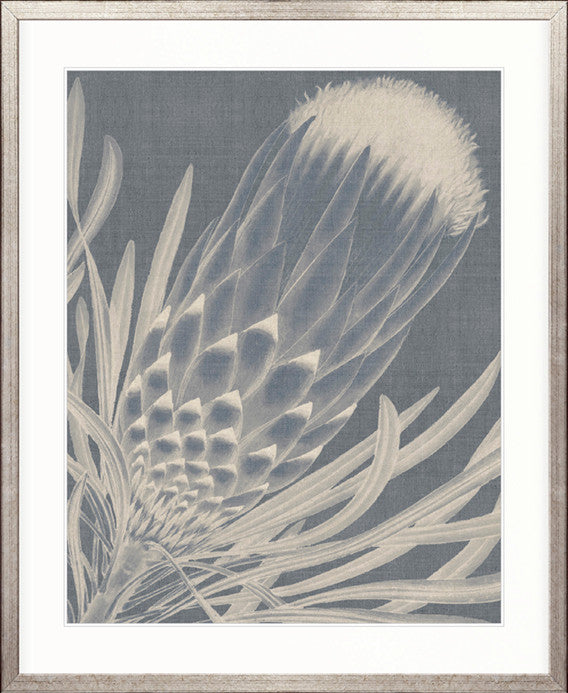 Protea Silhouette I