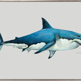 Great White Shark (Canvas)
