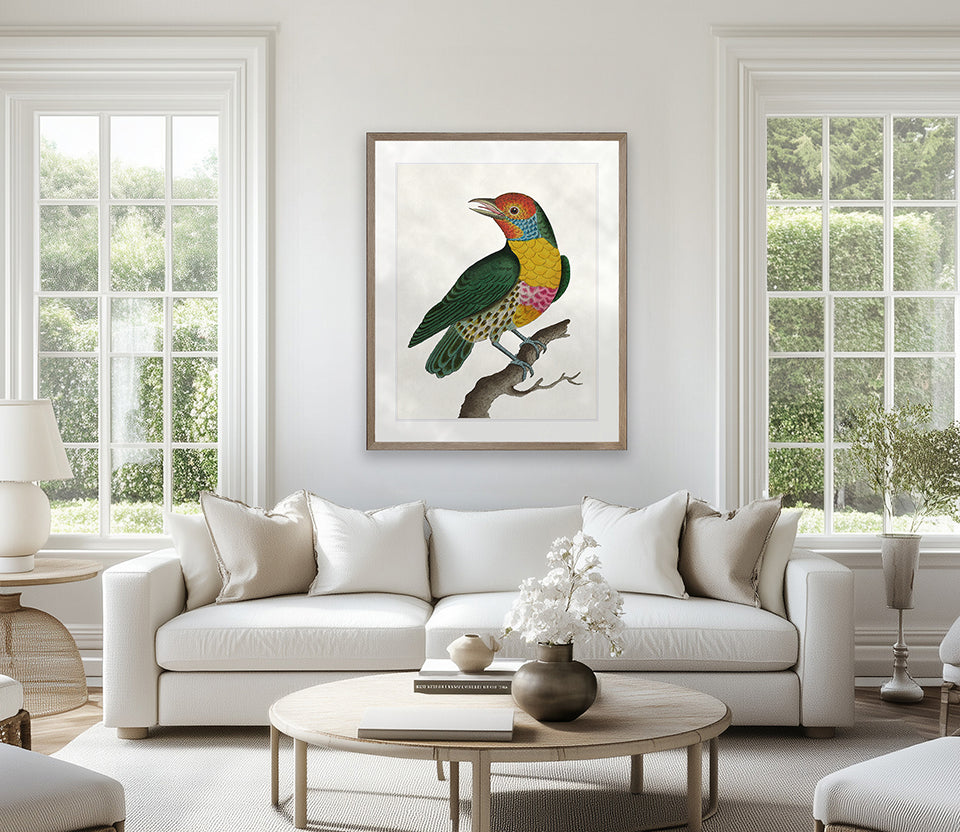 Shaw Ornithology I