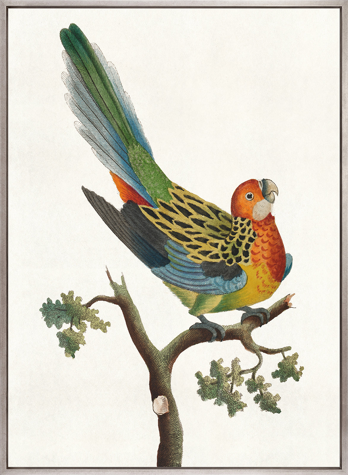Shaw Ornithology II (Canvas)