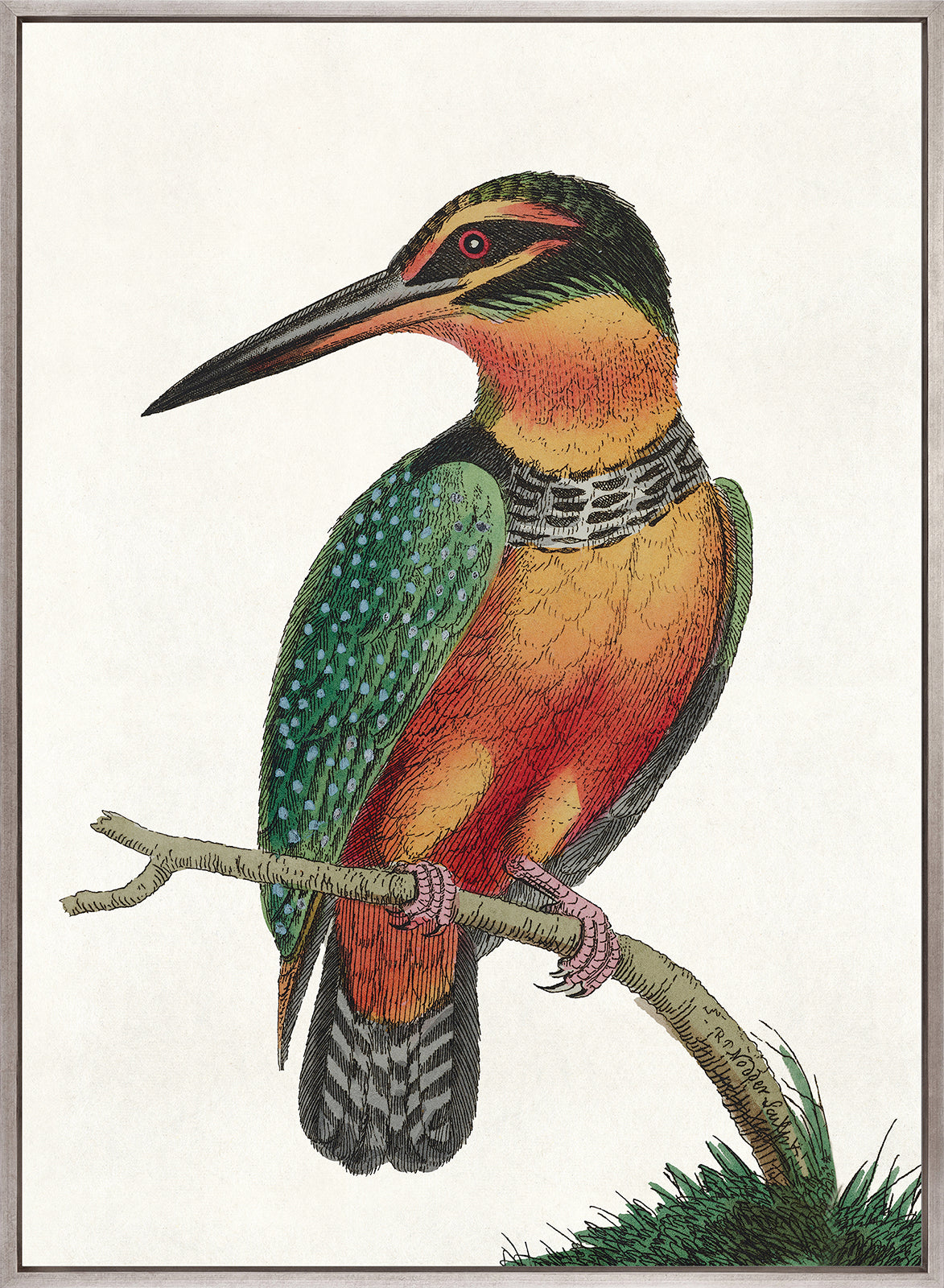 Shaw Ornithology IV (Canvas)