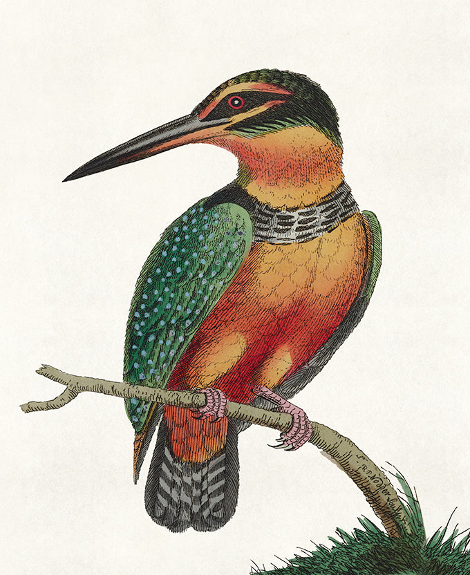 Shaw Ornithology IV