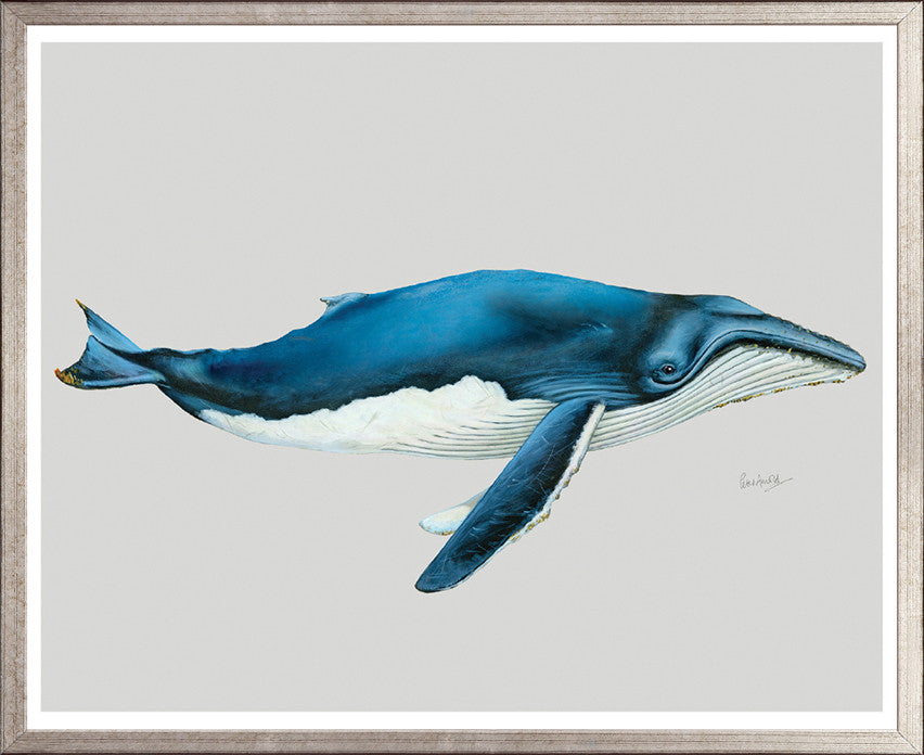 Humpback Whale