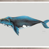 Southern Right Whale