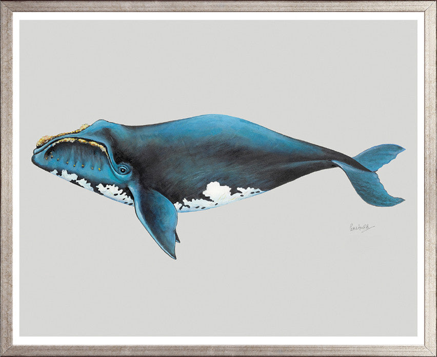 Southern Right Whale