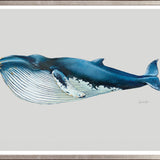 Blue Whale