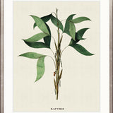 Palme D'Or Specimen II