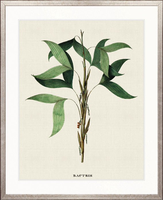 Palme D'Or Specimen II