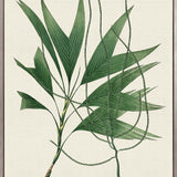 Palme D'Or Specimen III (Canvas)