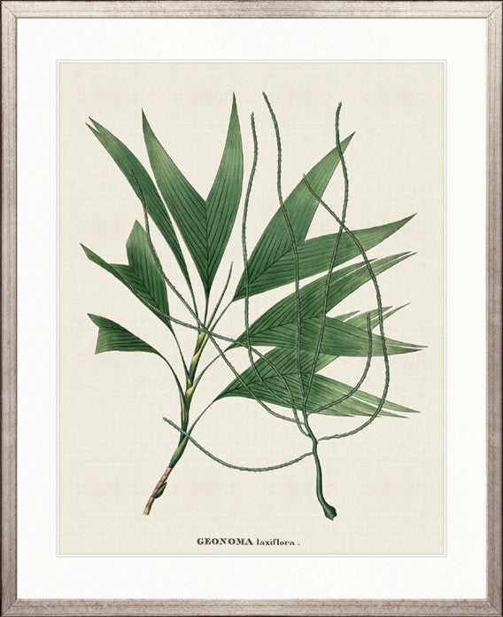 Palme D'Or Specimen III