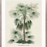 Palme D'Or Specimen IV