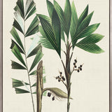 Palme D'Or Specimen V (Canvas)