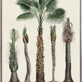 Palme D'Or Specimen VI (Canvas)