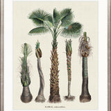 Palme D'Or Specimen VI