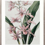 Orchid Beauty I