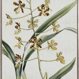 Orchid Beauty II (Canvas)