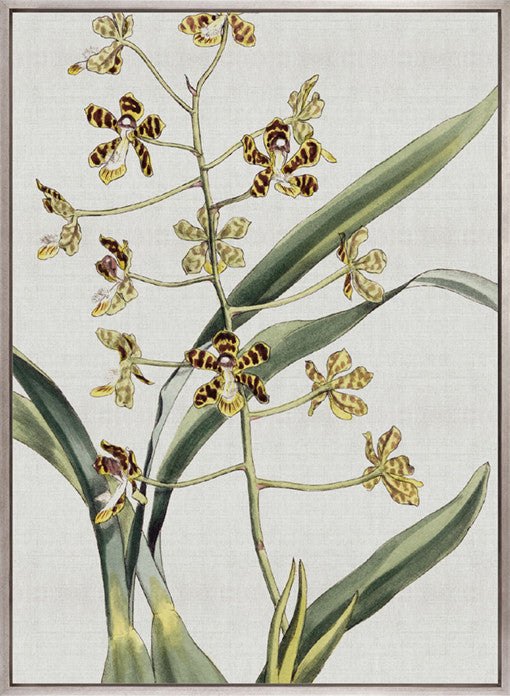 Orchid Beauty II (Canvas)