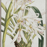 Orchid Beauty III (Canvas)