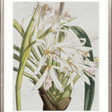 Orchid Beauty III