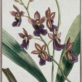 Orchid Beauty IV (Canvas)