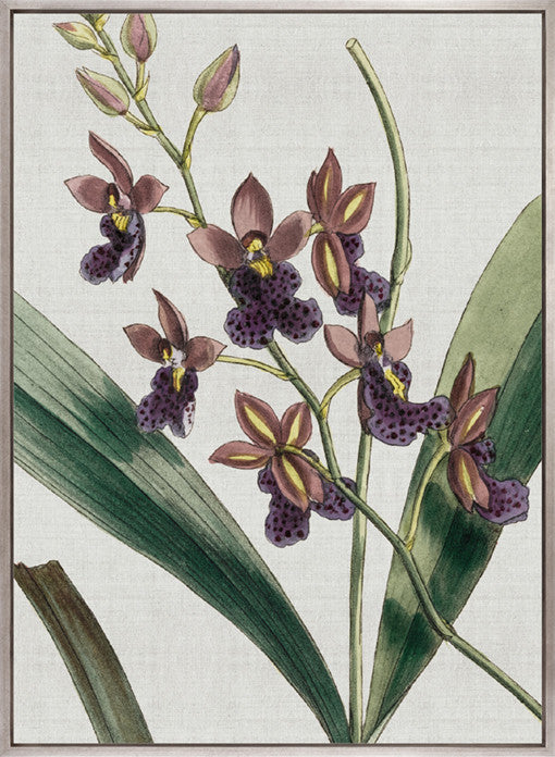 Orchid Beauty IV (Canvas)