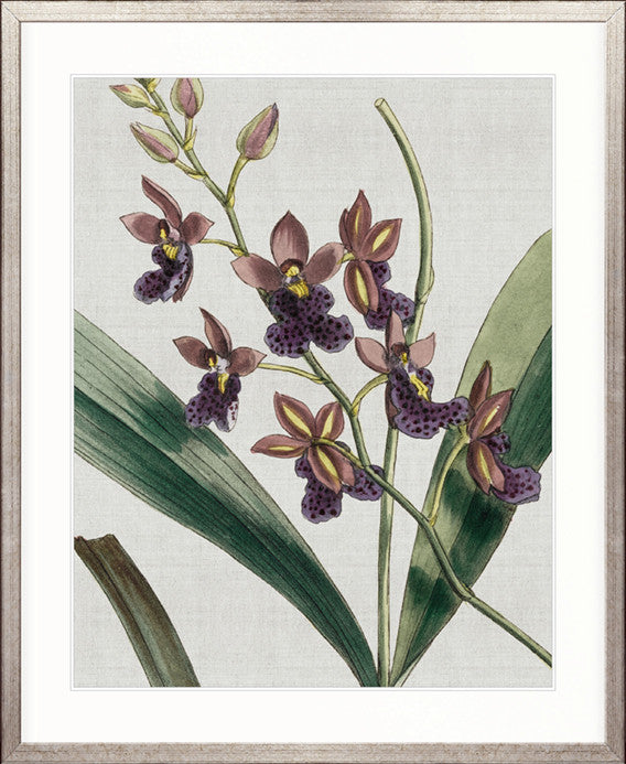 Orchid Beauty IV