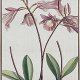Orchid Beauty V (Canvas)
