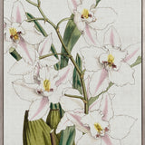 Orchid Beauty VI (Canvas)