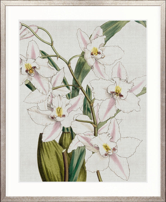 Orchid Beauty VI
