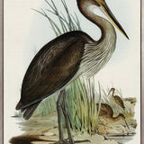 Pembroke Bird I (Canvas)